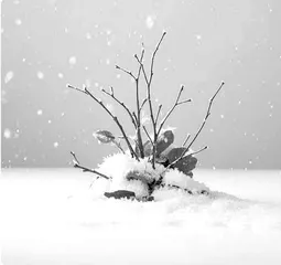 大雪（外三首） 