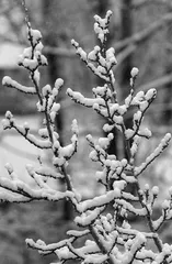 雪（外二首）0
