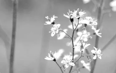 又见虎耳草花开 