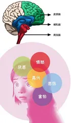 用电影解读大脑中的“情绪小人儿”2