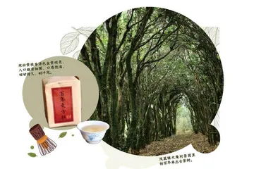 凤凰单丛宋种,茶界的"高香贵族"3