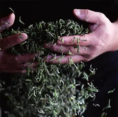 金骏眉,红茶中的贵族1