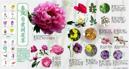 春风自爱闹花草