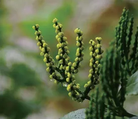 北京人的一天,从一壶浓酽的茉莉花茶开始1