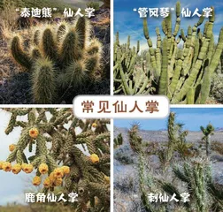 巨人柱仙人掌:索诺拉沙漠的守护者4