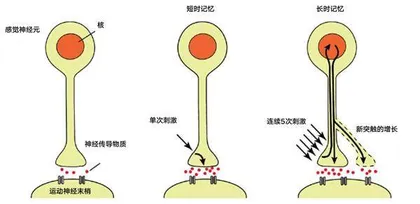 海兔研究与记忆药物:记忆并不可信1