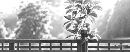 桂花香时人未归