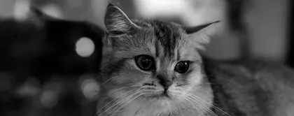 且去养只猫