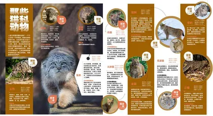 那些猫科动物