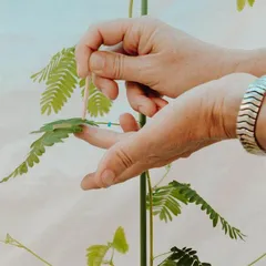 含羞草实验: 植物有记忆3