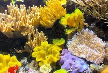 珊瑚:神奇美颜的千年灵物1