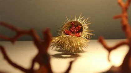 珊瑚:神奇美颜的千年灵物4