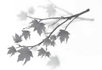 感悟落叶之美