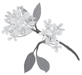 又到桂树花开时