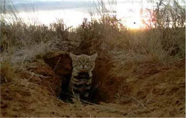 世界上最凶残的猫科动物在哪里?3