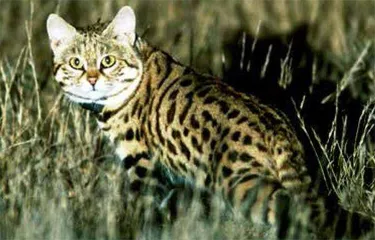 世界上最凶残的猫科动物在哪里?4