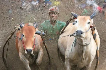 血腥斗牛,存还是废2
