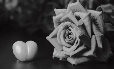 给李想的玫瑰花