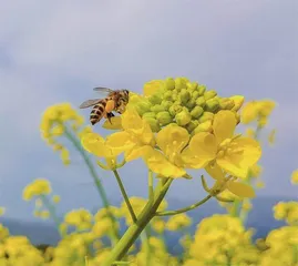 张根据