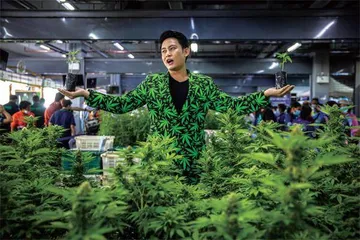 泰国大麻经济盛况,踩不了刹车4