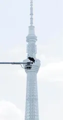 隼来了!野生动物融入城市4