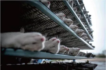 H5N1首现传播异常,美欧拉响警报3