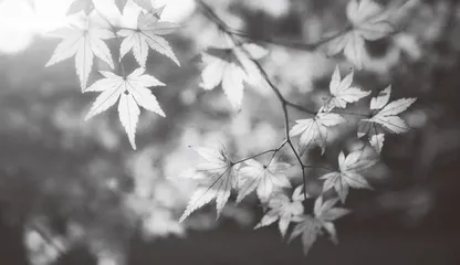 临时党支部