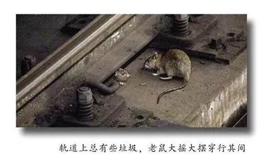 纽约的老鼠