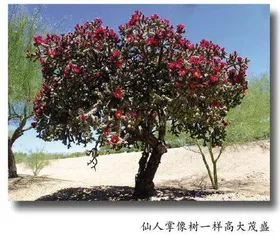 阿尔伯科基的绝命毒师