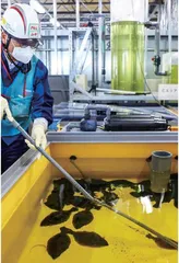 日本核废水,到底还是来了2