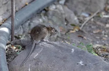 罗马,不对老鼠设防1