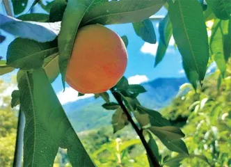 30岁,一个研究生决定上山种地1