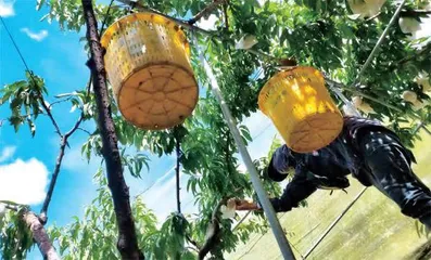 30岁,一个研究生决定上山种地2
