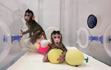 宠物复活,温情背后的残忍2