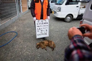 浣熊入侵,日欧头疼4