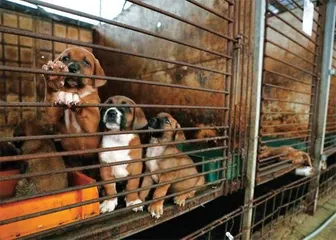 狗肉大国,被年轻人撼动1