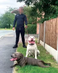 恶霸犬频繁咬死人,惊动英国首相2