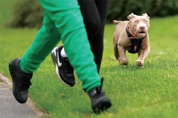 恶霸犬频繁咬死人,惊动英国首相3