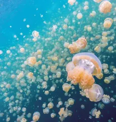 在上帝的水族箱,孩子们说了算2