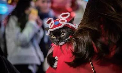 当越南年轻人不再吃猫狗肉3
