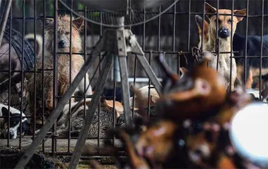 当越南年轻人不再吃猫狗肉5