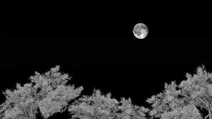 那夜有鱼跃