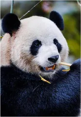 进击的远摄巨炮