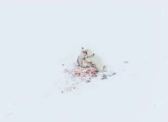 弗洛里安·勒杜 极地迷恋4