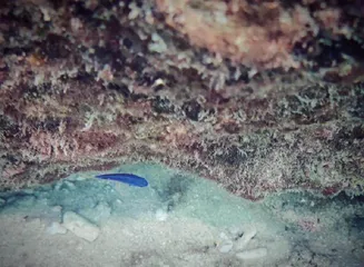  水下手机摄影指南　跟我下水拍摄的手机，它们还好吗？6