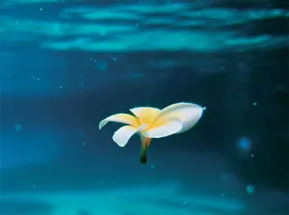 水下手机摄影指南 跟我下水拍摄的手机,它们还好吗?8