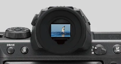 丛林之王 富士 GFX100 II 生态拍摄体验8