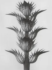 黑白植物摄影,可以有多高级?1