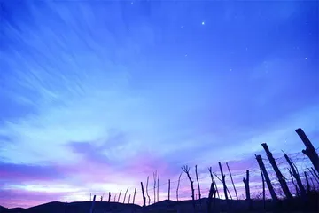星野利器