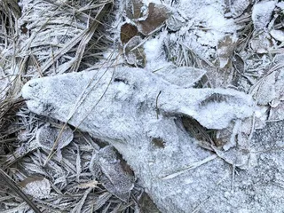 年度野生动物摄影师大赛揭晓